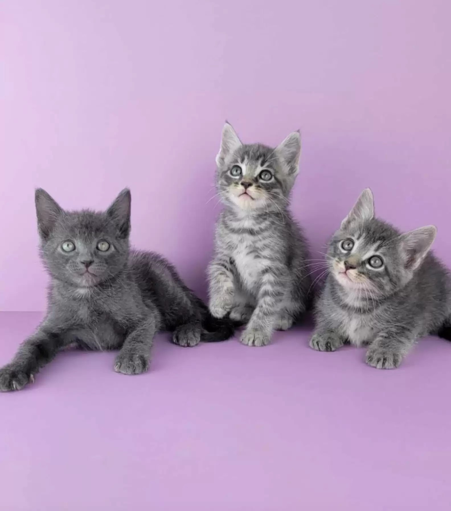 kittens with purple background