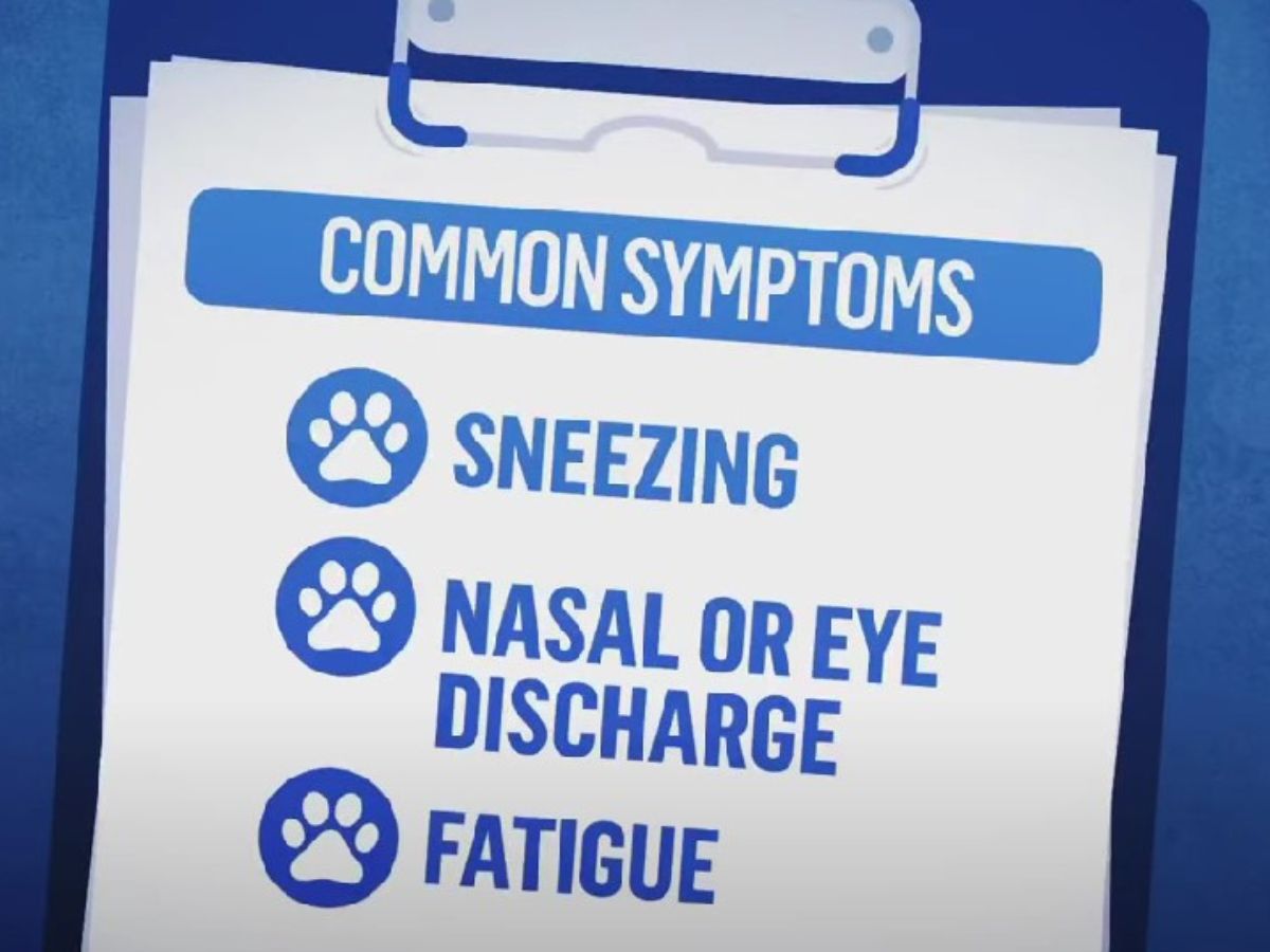 list of symptoms