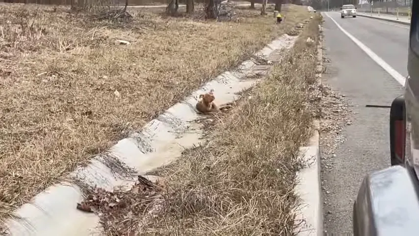 little dog laying next to road