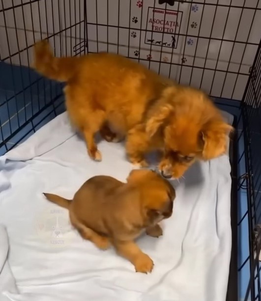 mama dog and puppy in a kennel
