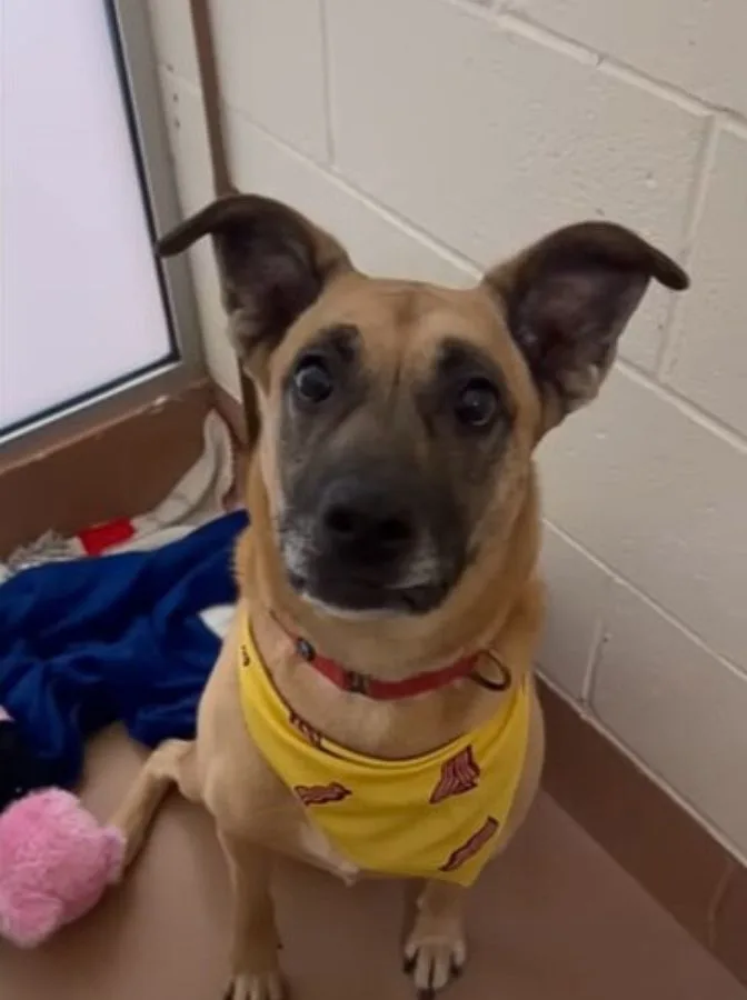 mama dog in shelter