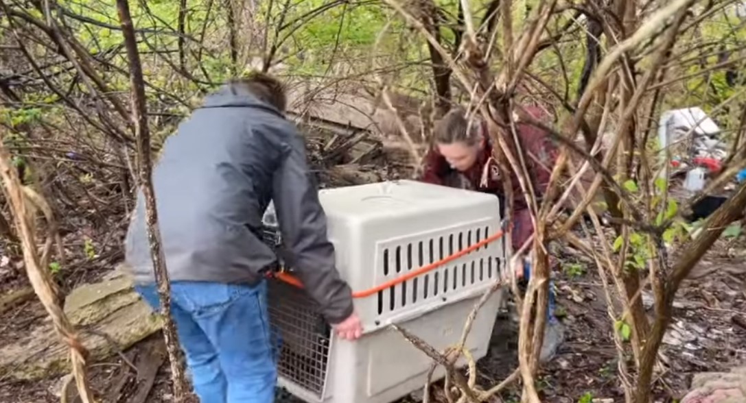 man and woman in a forest with dog box