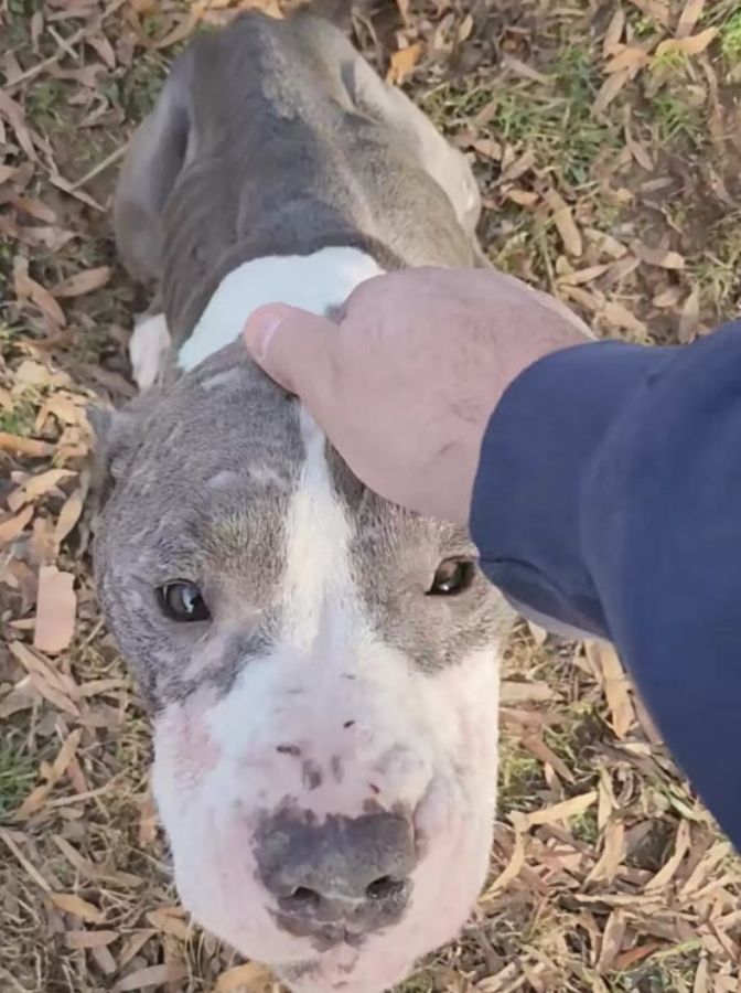 man petting the dog