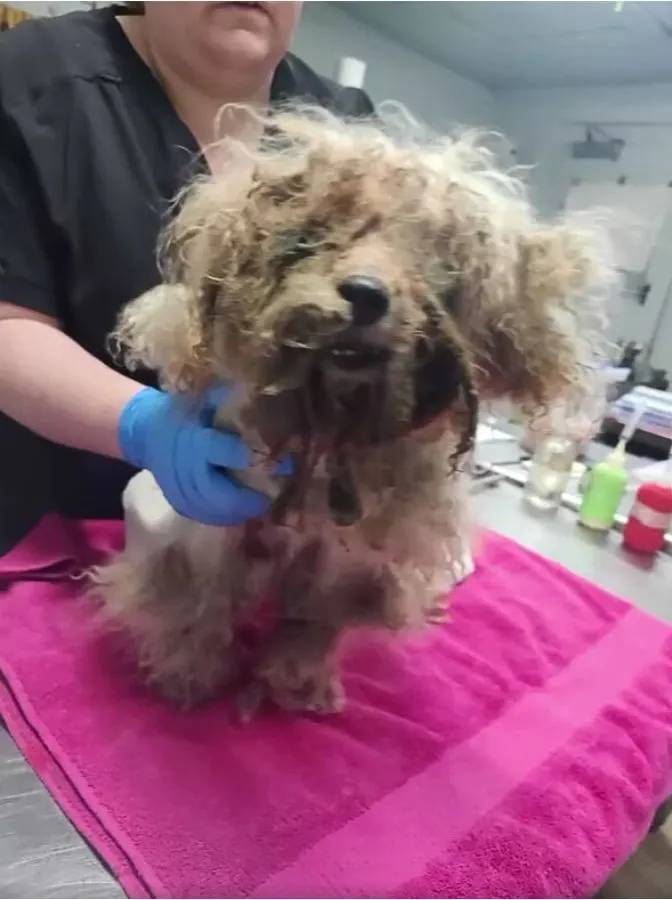 matted dog