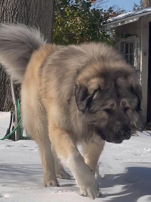 mountain dog in the snow