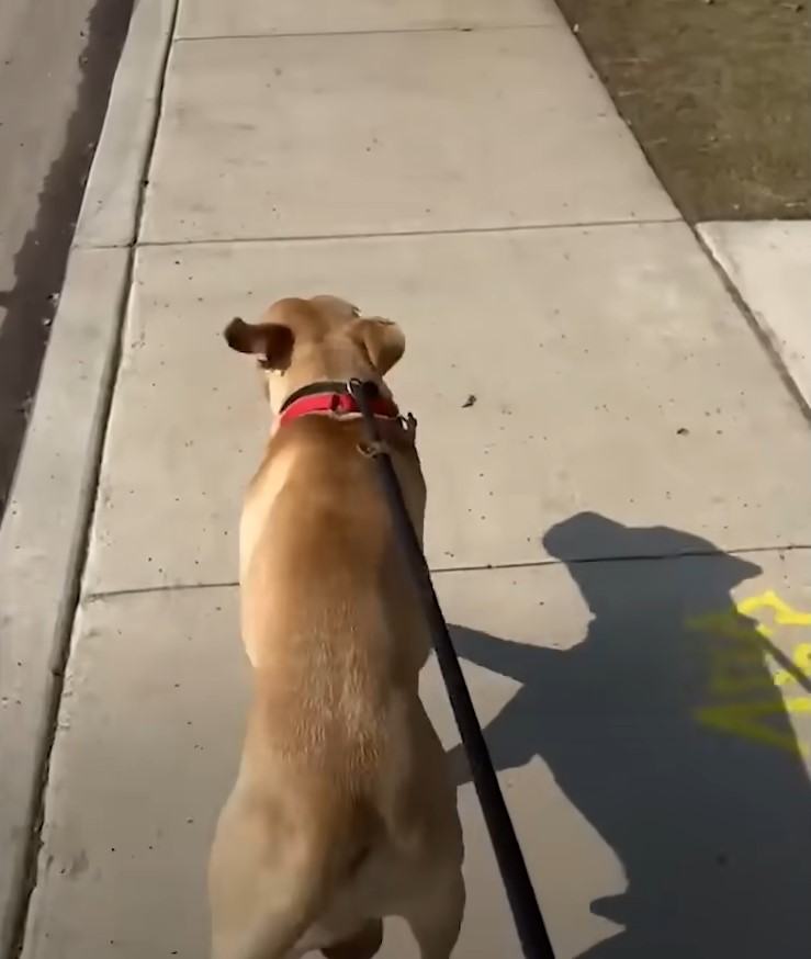 owner walking dog
