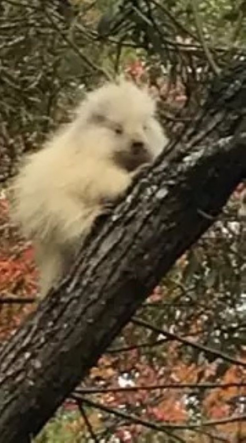 photo of albino animal on a tree