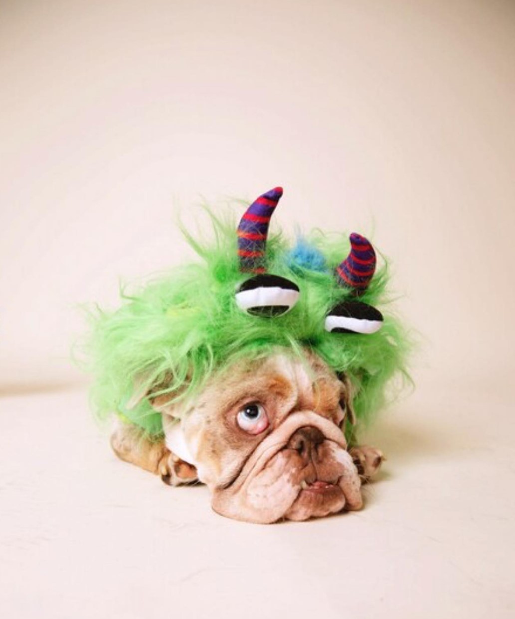 photo of bulldog wearing a costume
