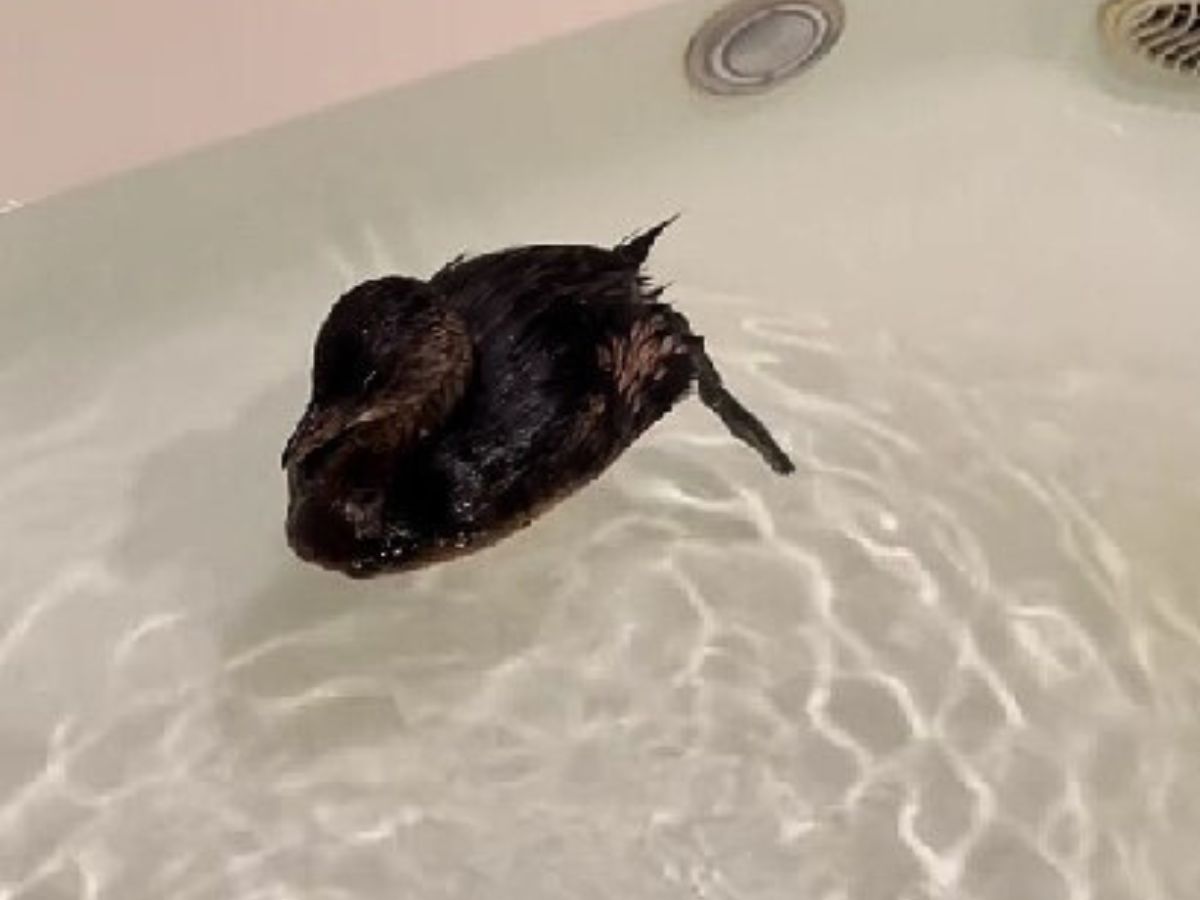 photo of grebe in a bathtub