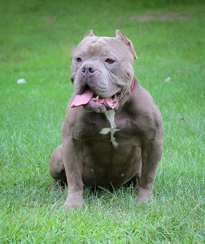 pit bull sits on the grass with his tongue out