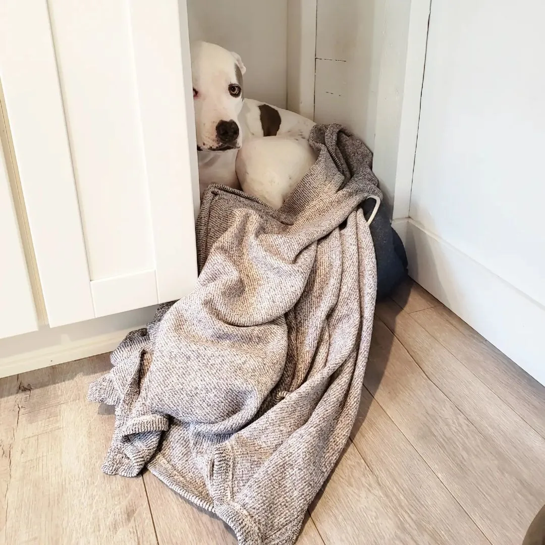 pitbull in a corner covered with a blanket