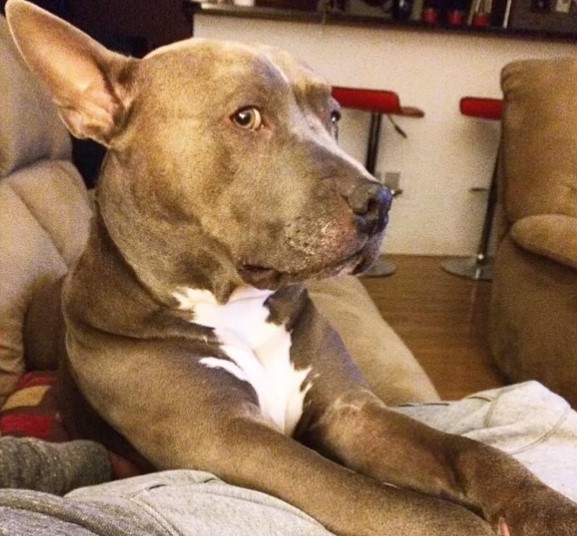 pitbull lying on a couch