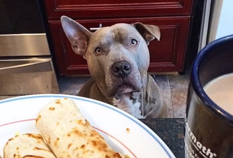 pitbull sitting by the table