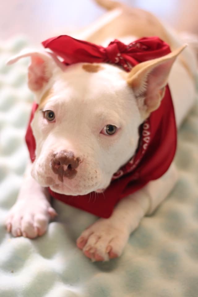 pitbull wearing red bandana