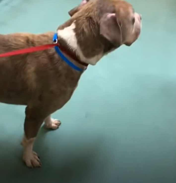 pittie on a harness