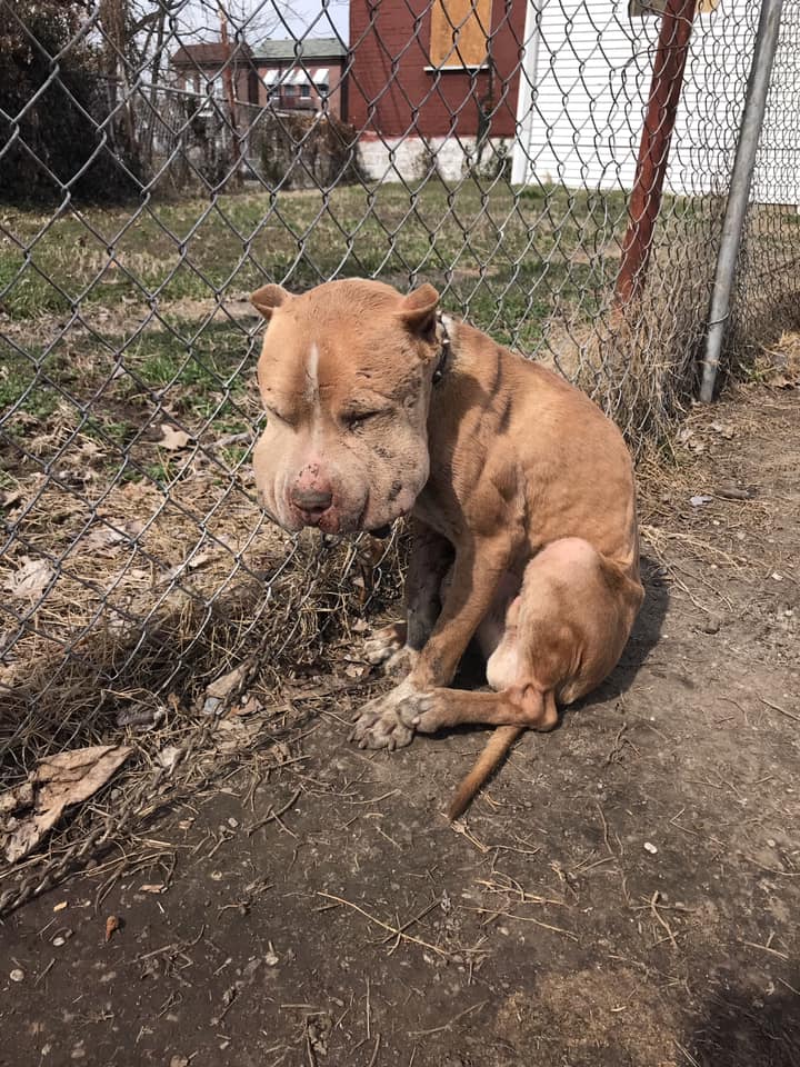 poor dog tied to a fence