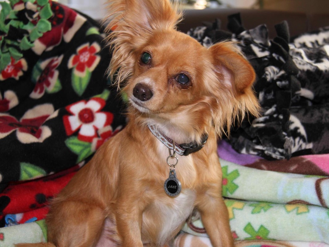 portrait of a cute puppy with long ears