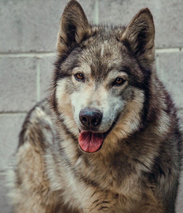 portrait of a dog with brown eyes looking at the camera