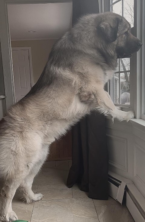 portrait of a mountain dog on its hind legs leaning against a window