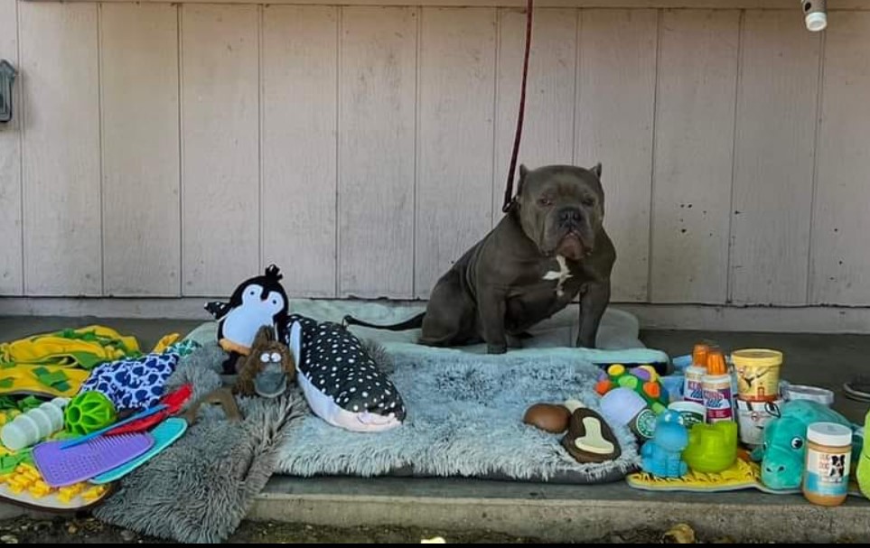 portrait of a pit bull sitting on the floor on a leash next to toys