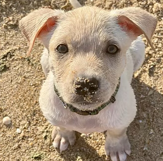 portrait of a white puppy with a dirty muzzle