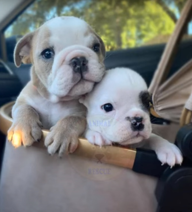 puppies driving in the car