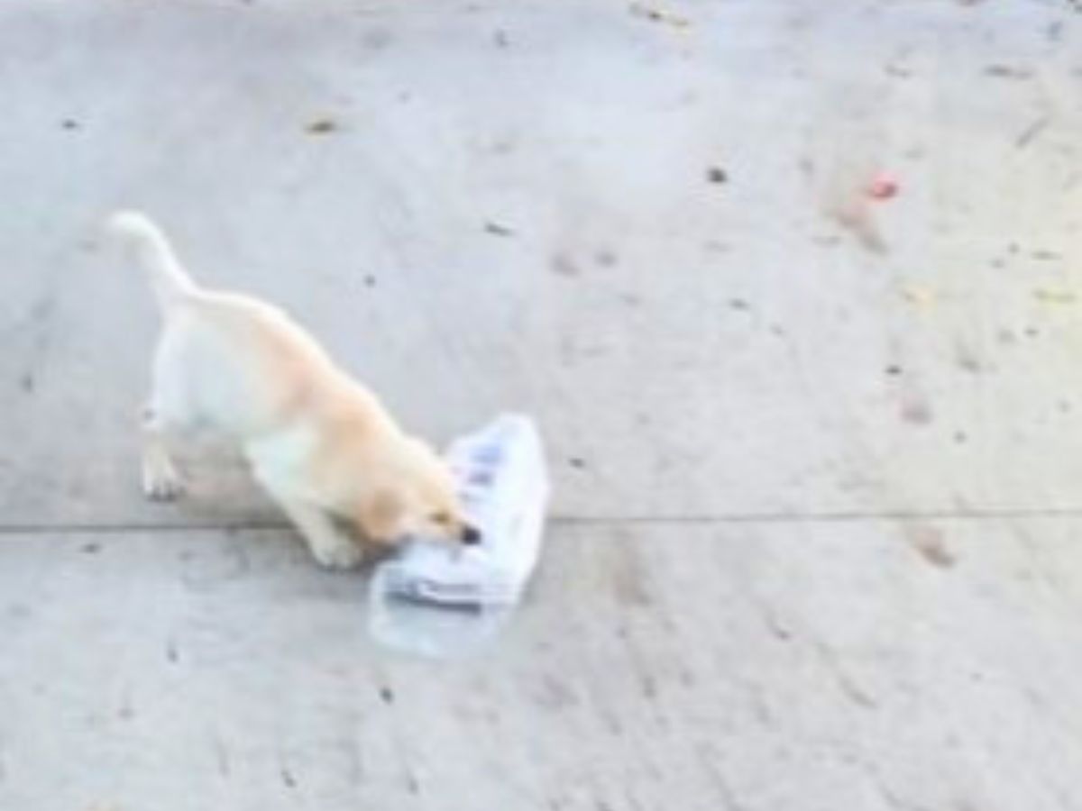 puppy carrying an item in its mouth