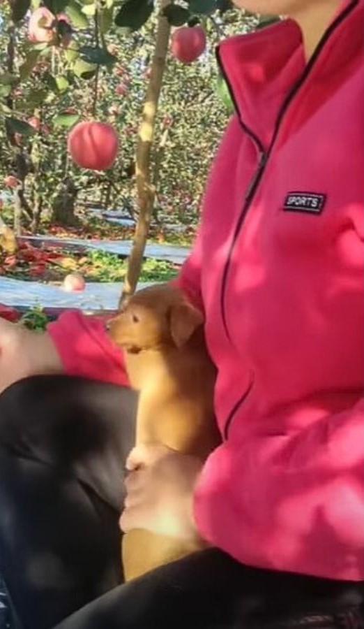 puppy in owner's lap