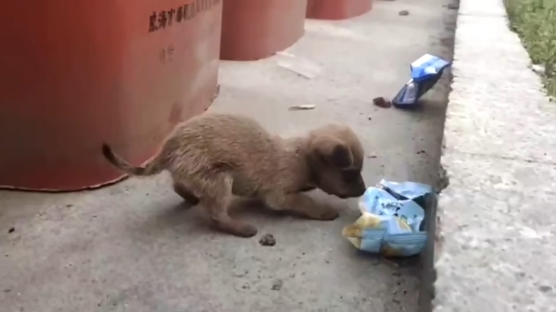 puppy sniffing for food