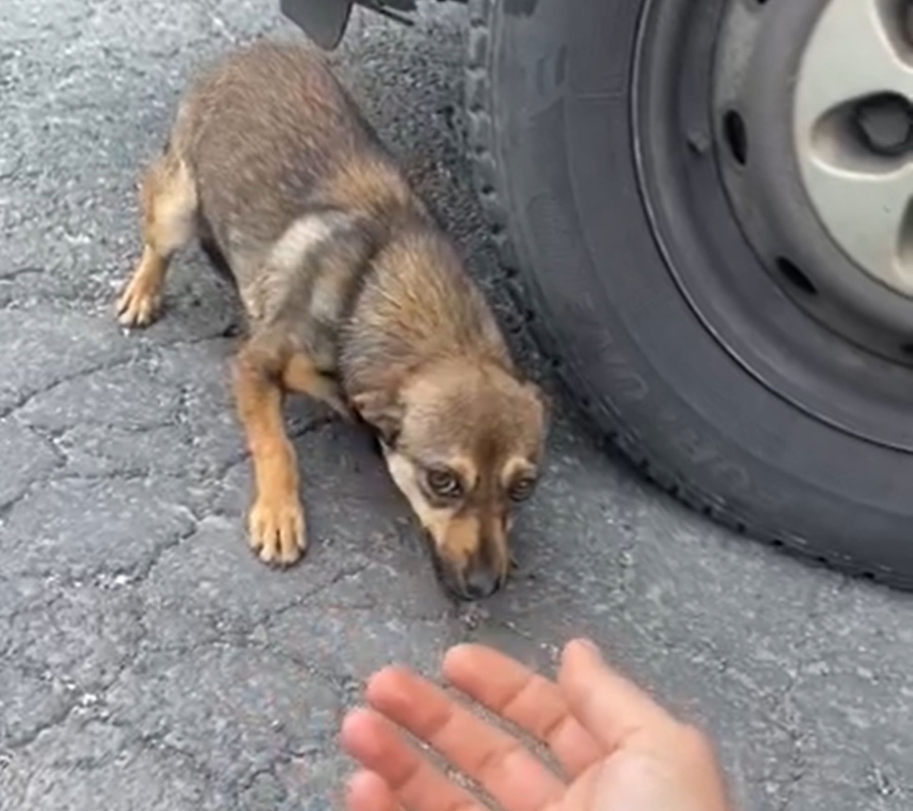 puppy standing near tire