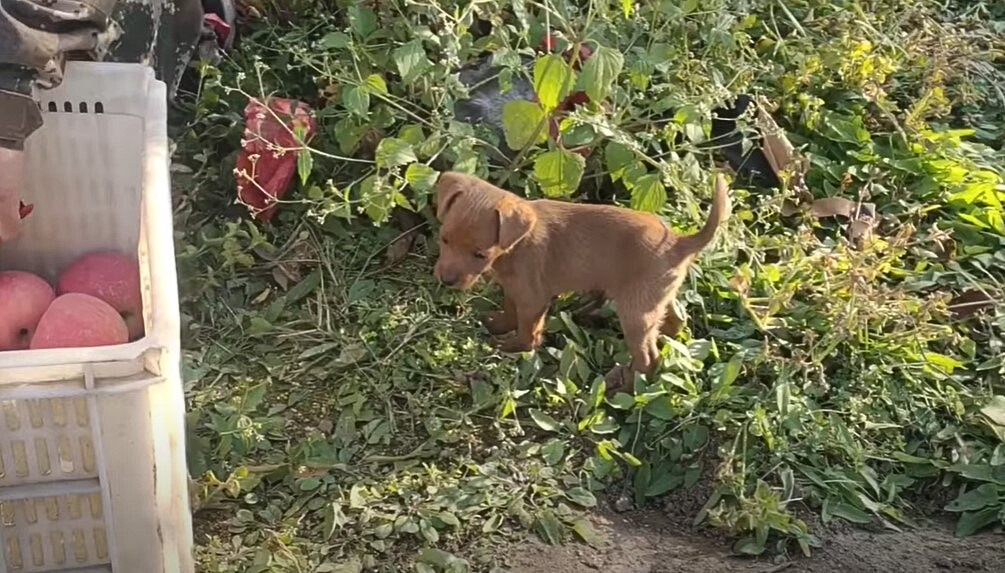 puppy walking in grass