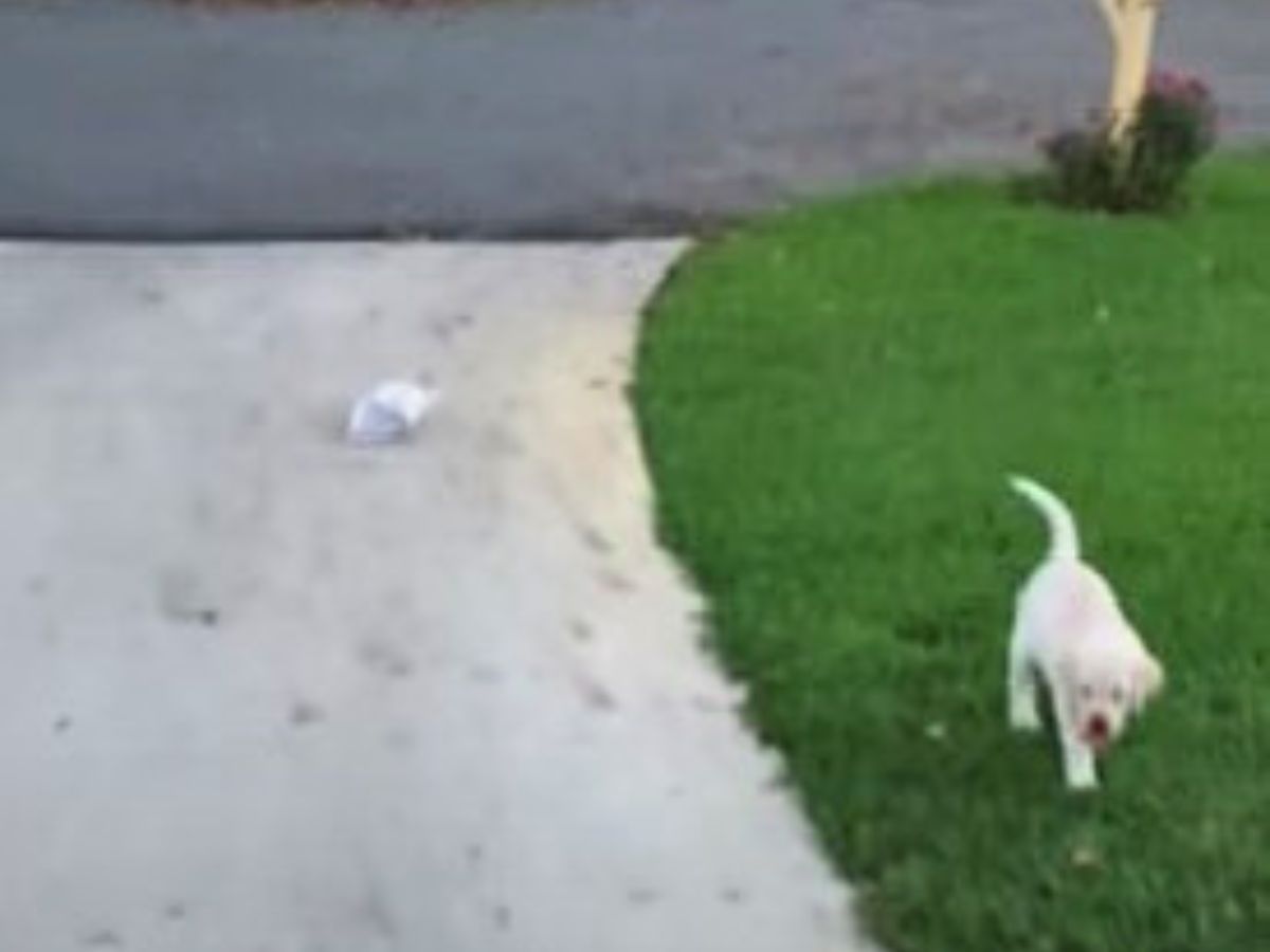 puppy walking on grass