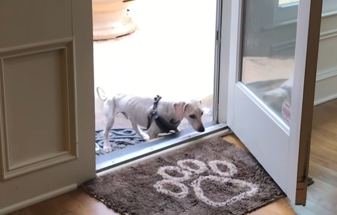 puppy walking through door