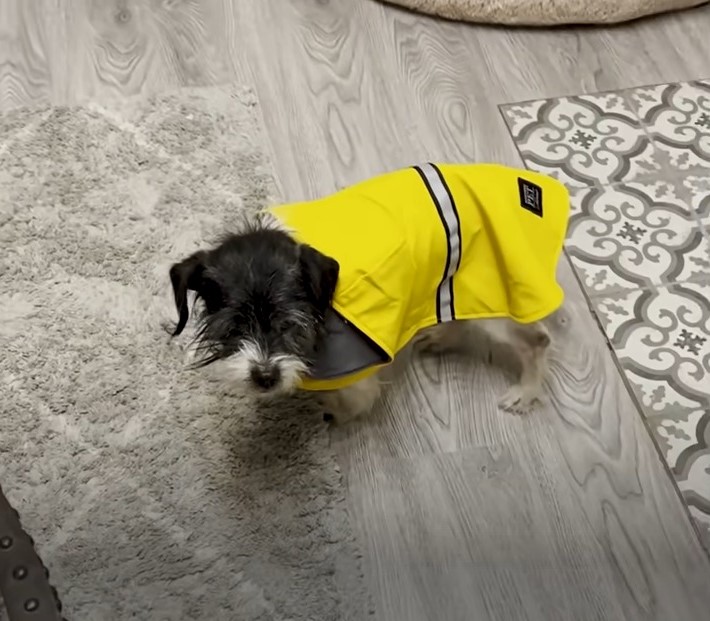 puppy with yellow raincoat
