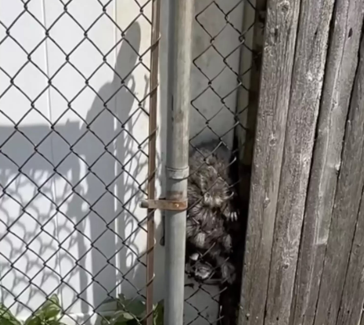 raccoon stucked in fence