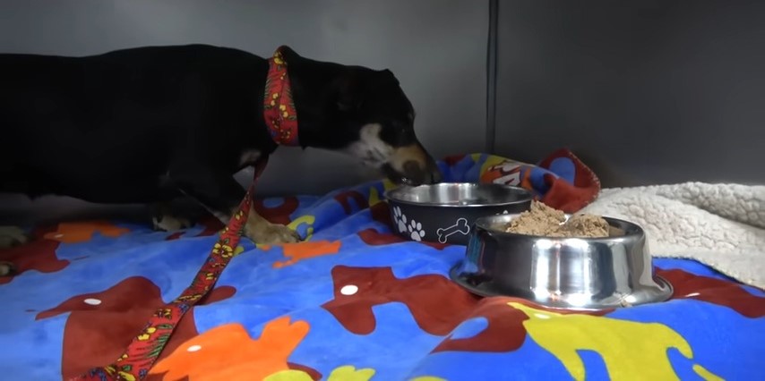 rescued dog eating