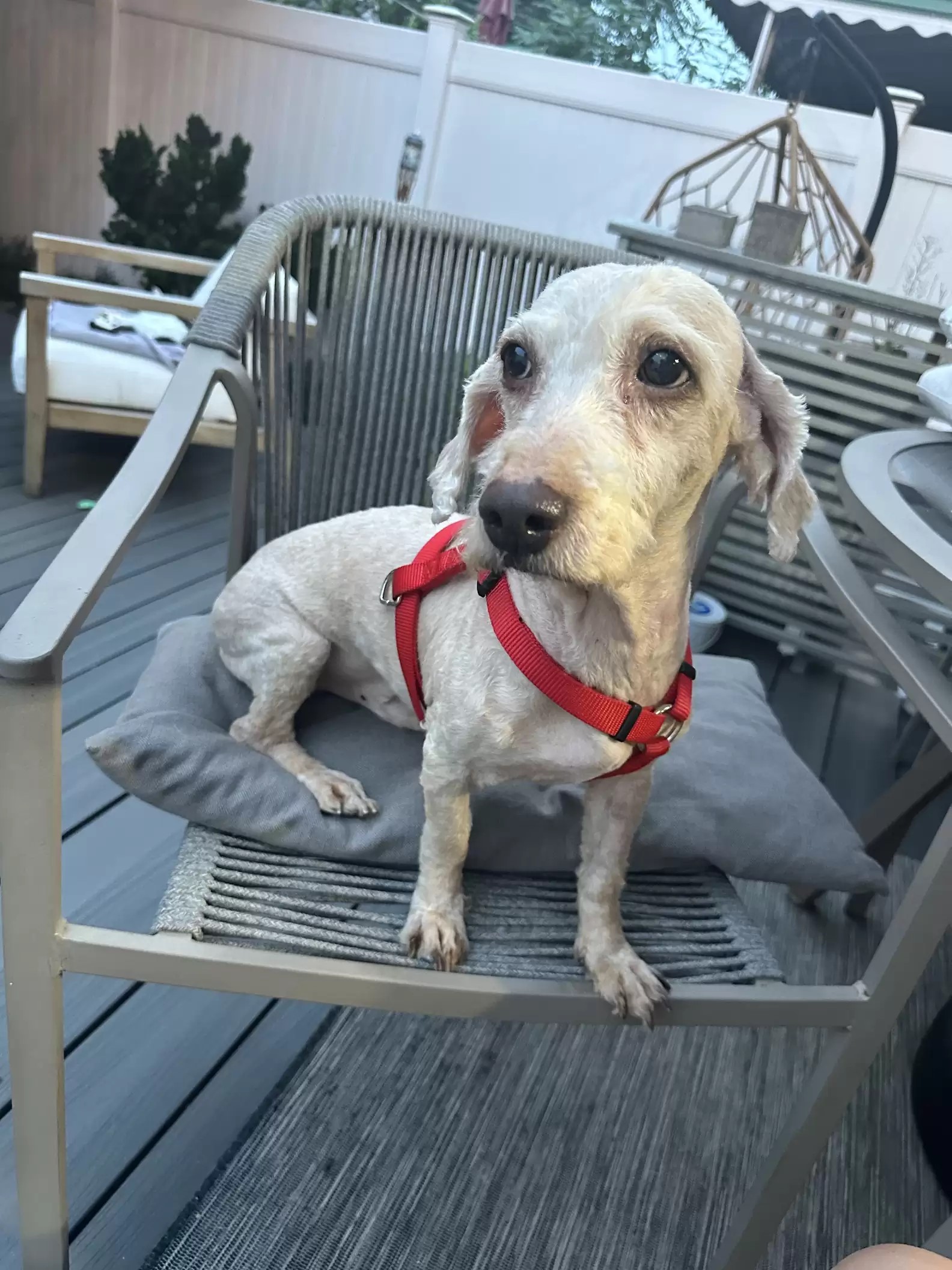 saved dog sitting on the chair