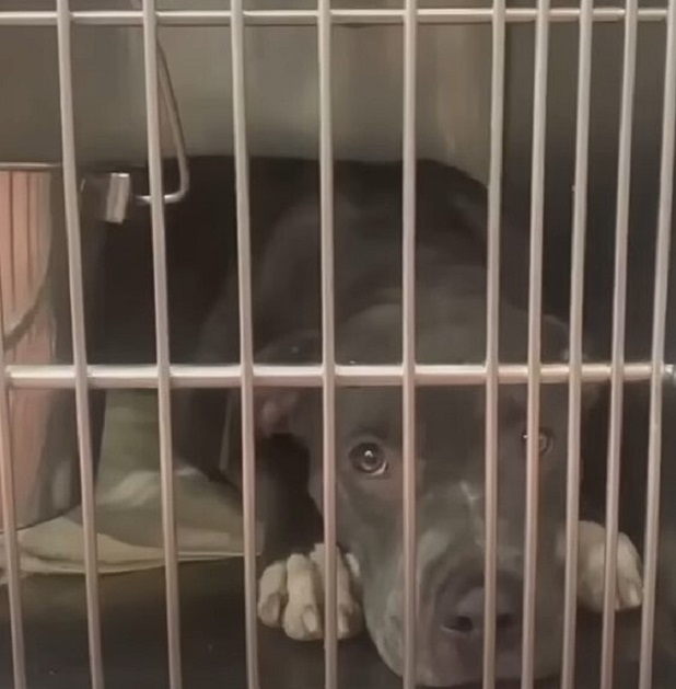 shelter dog lying in a kennel