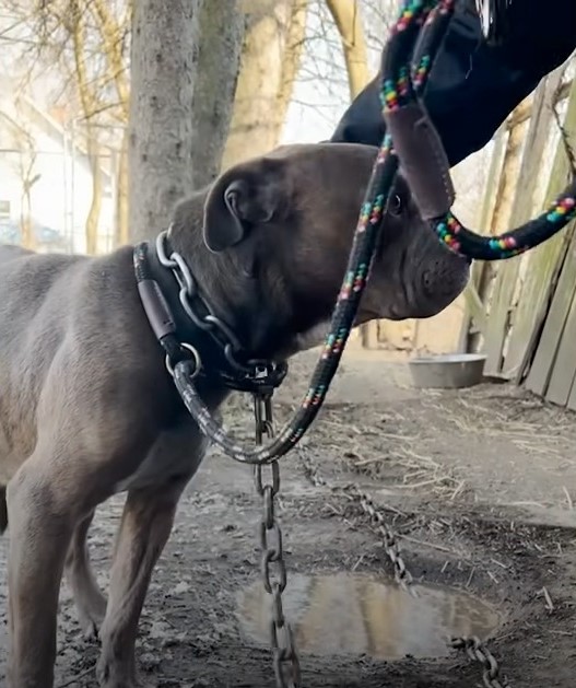 side view of chained pitbull
