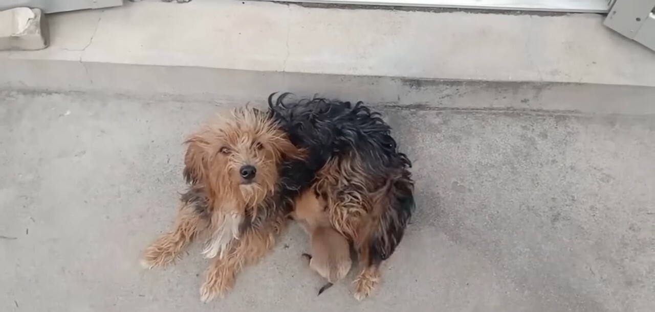stray dog and brown puppy