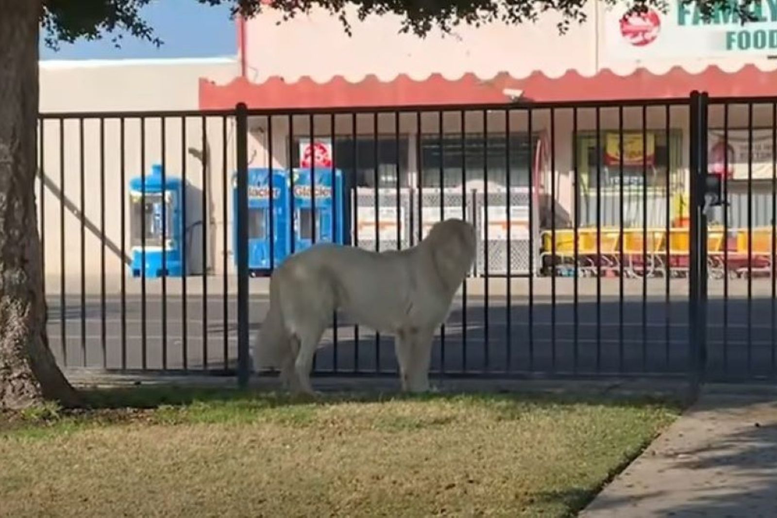 the dog stands behind the fence and looks at the road
