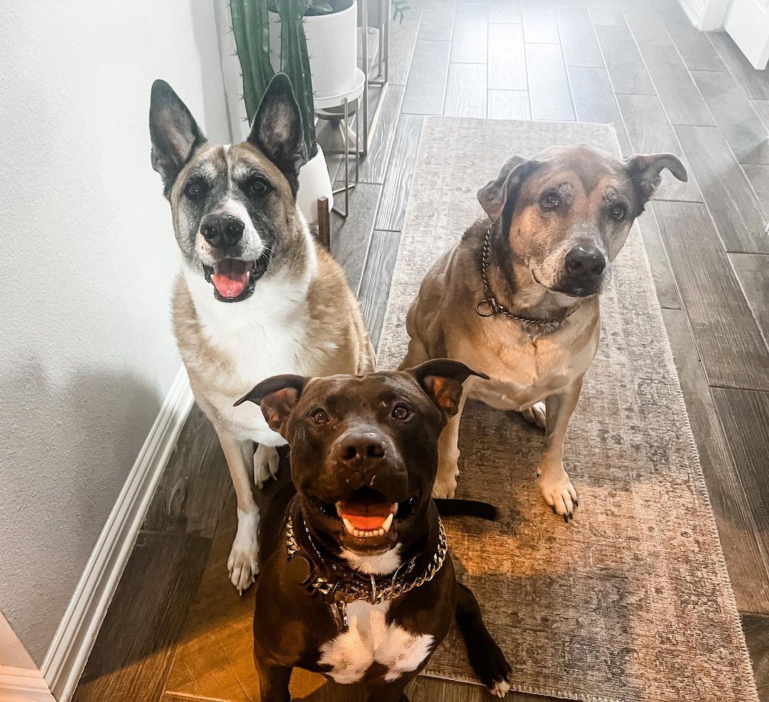 three adult dogs sitting in the house