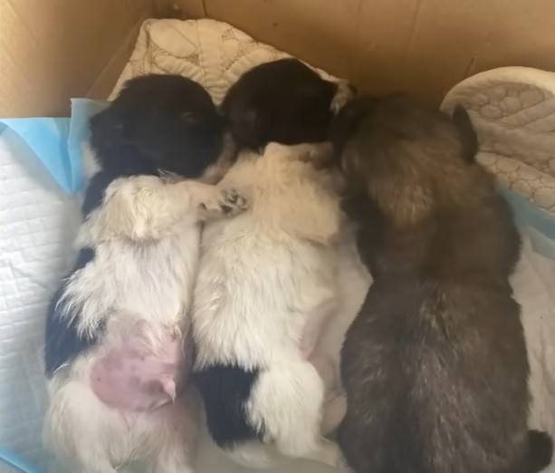 three cute puppies sleeping side by side in a pack
