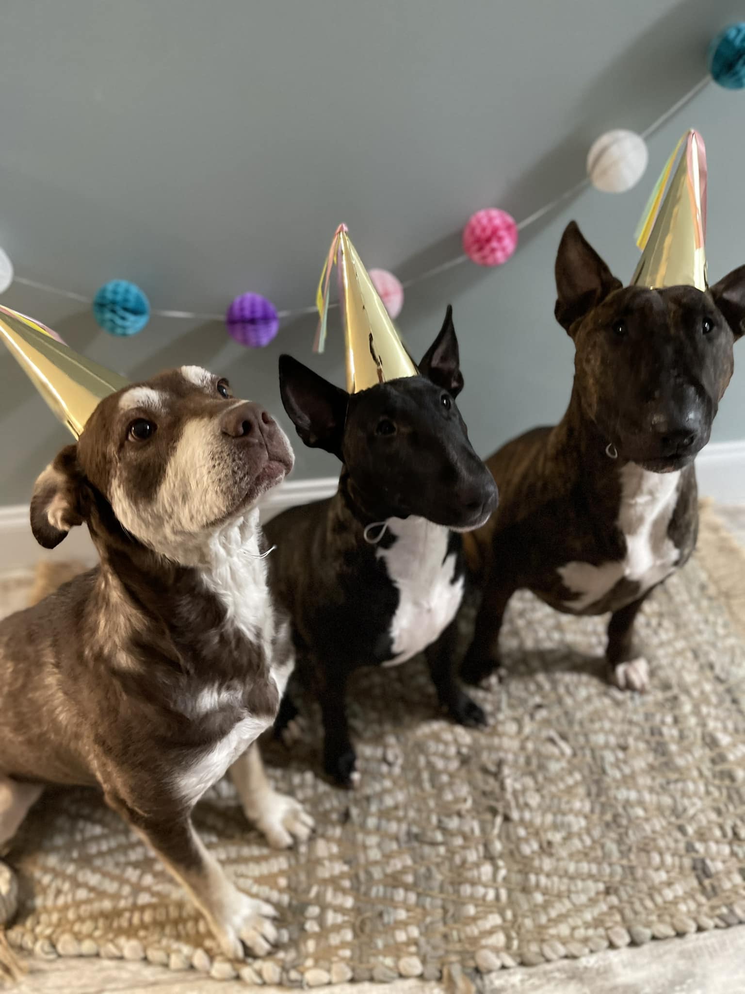 three dogs on a party