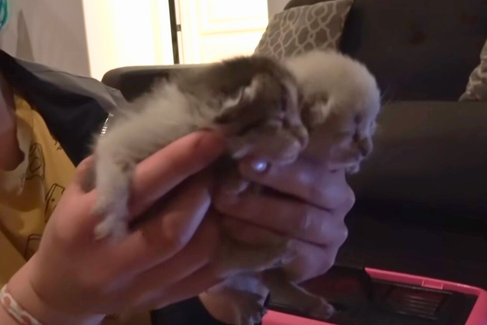 tiny kittens in hands