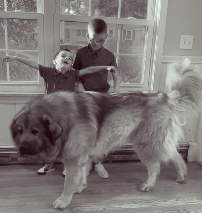 two boys with a Giant Caucasian Mountain Dog