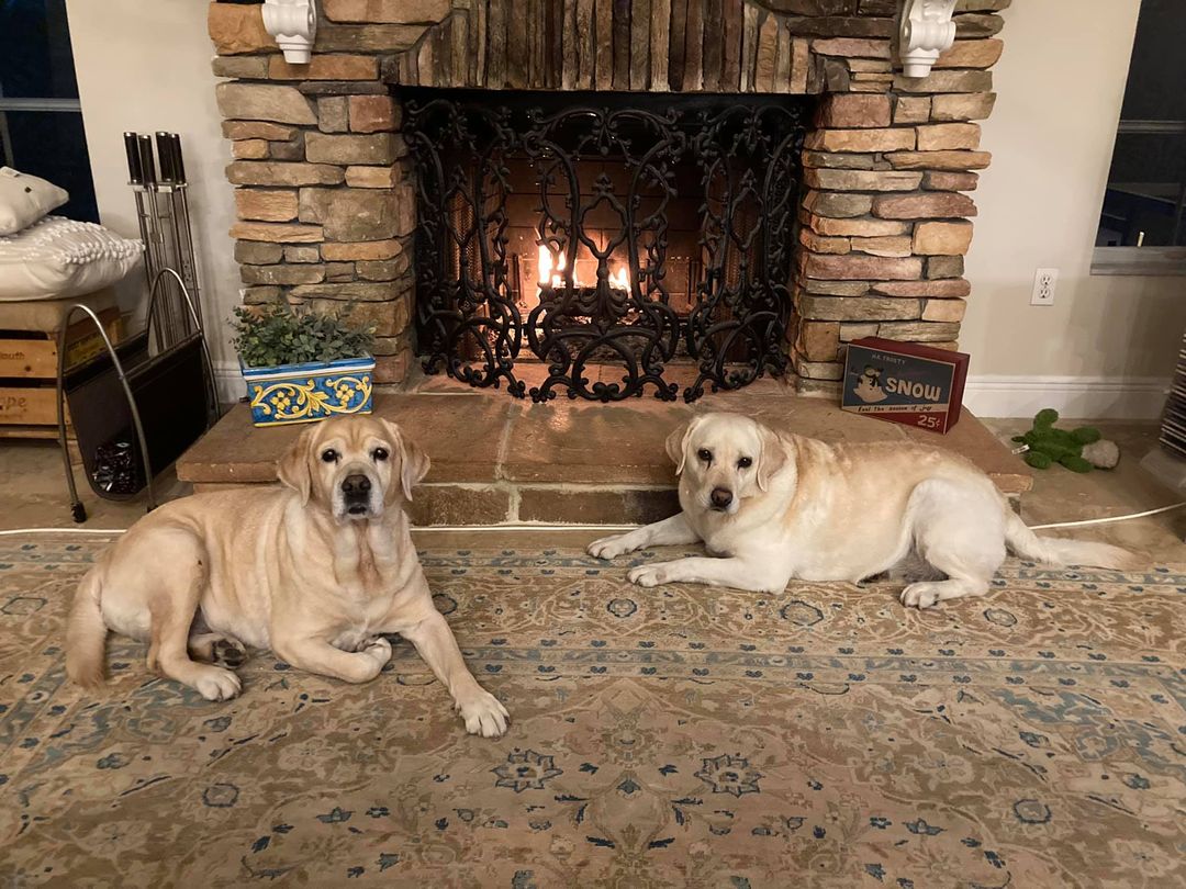 two dogs lying by the fire place