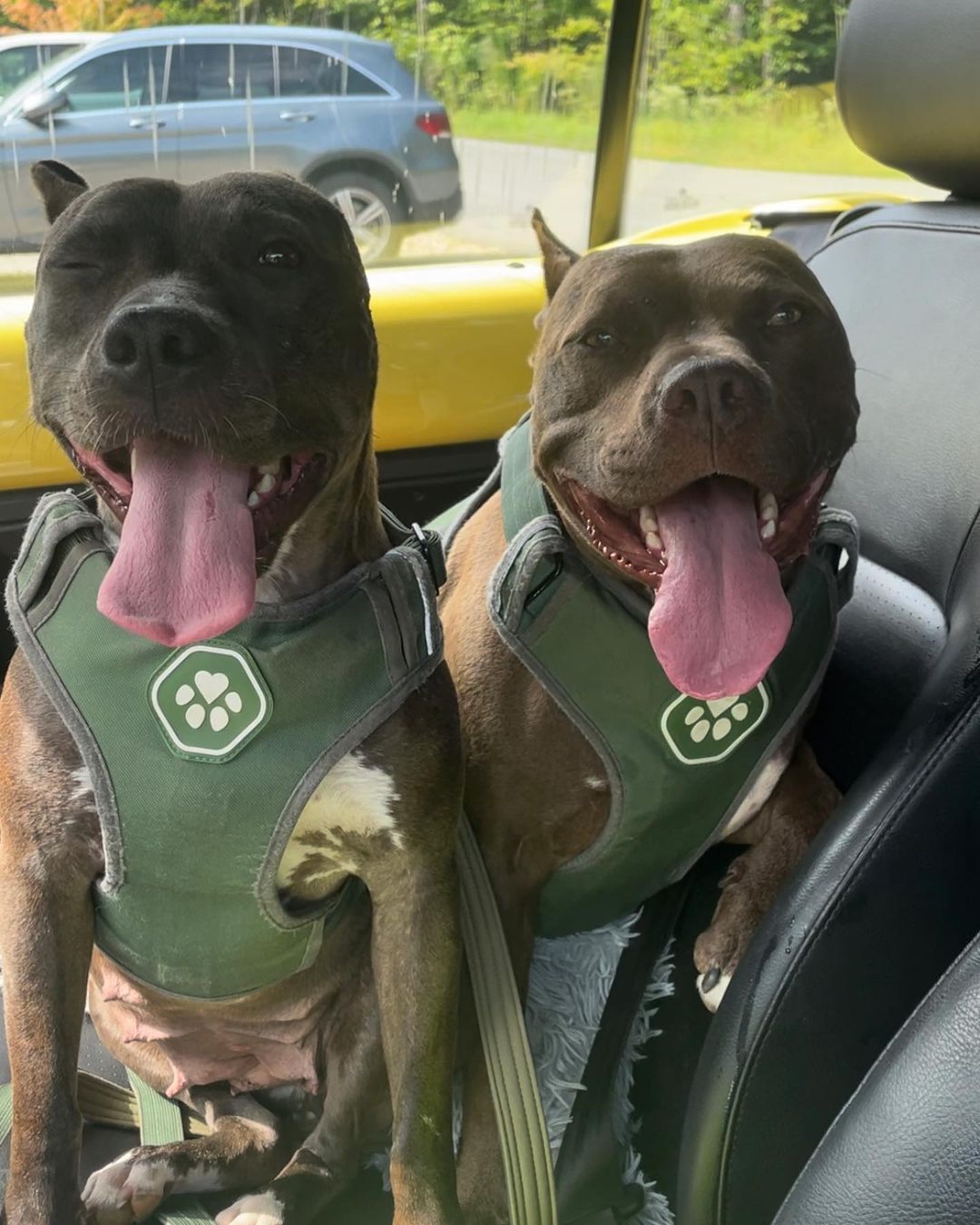 two dogs sitting in a car