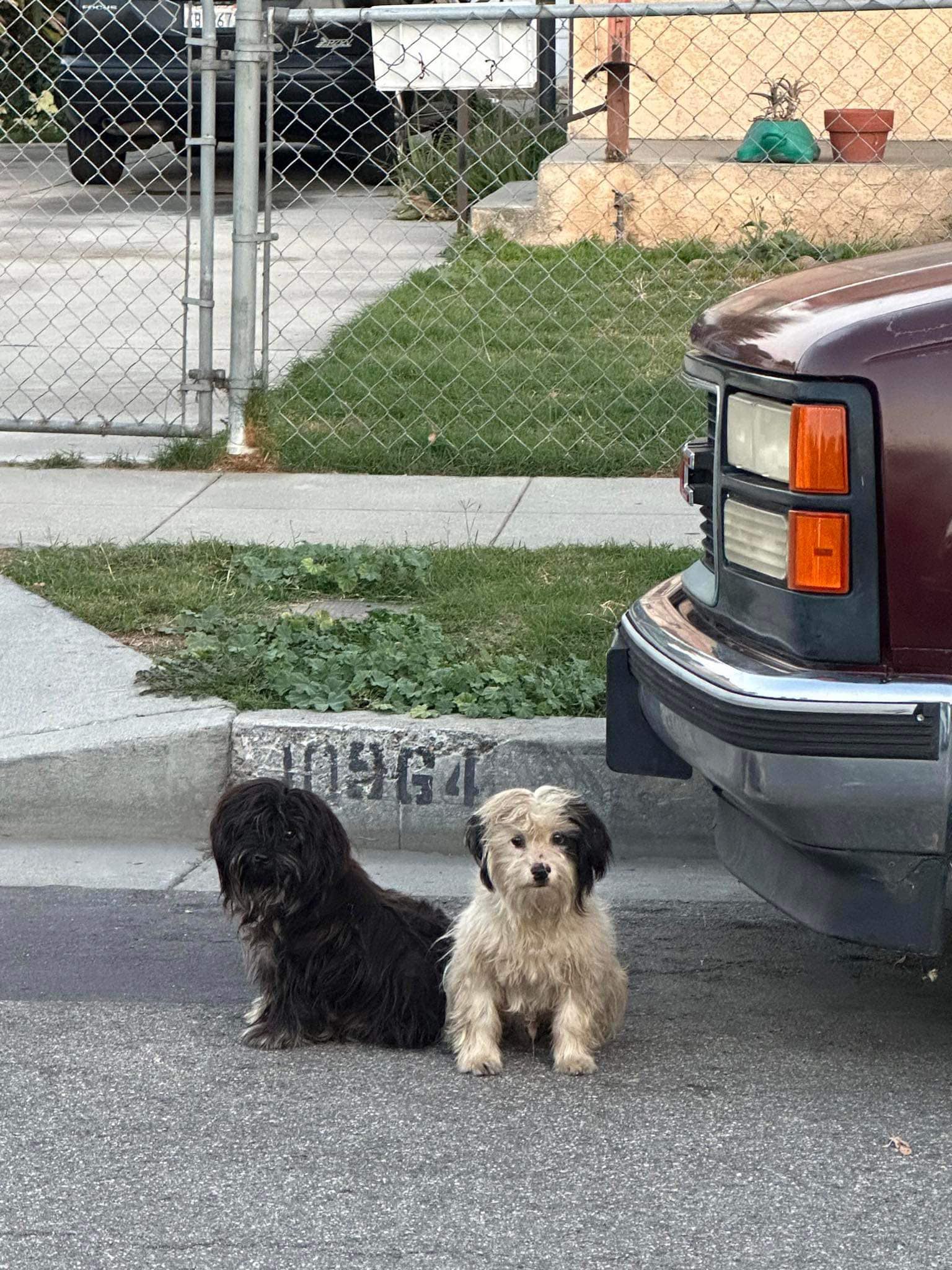 Bonded Pair Of Dogs Stay By Each Other's Side After Their Owners ...