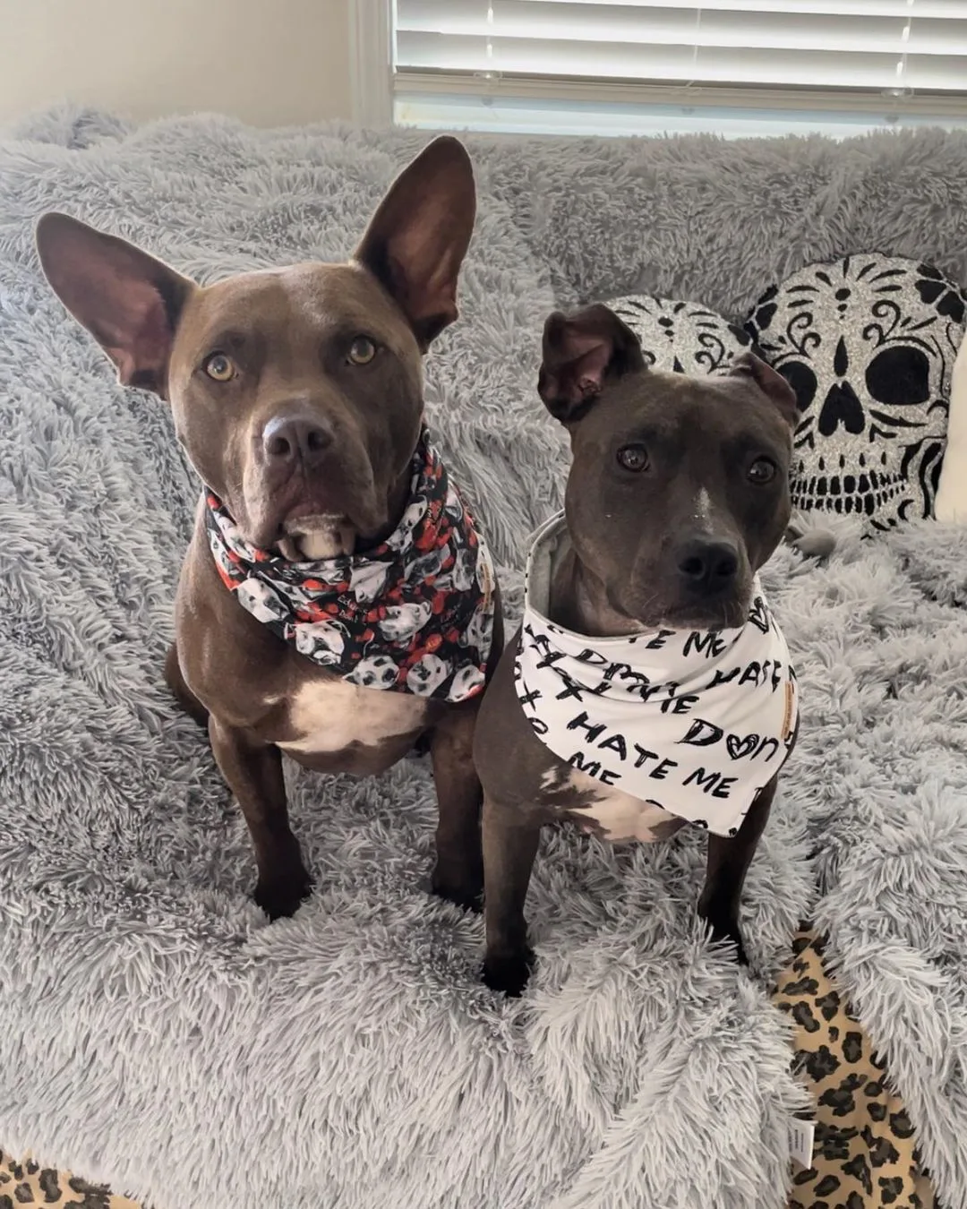 two dogs sitting next to each other